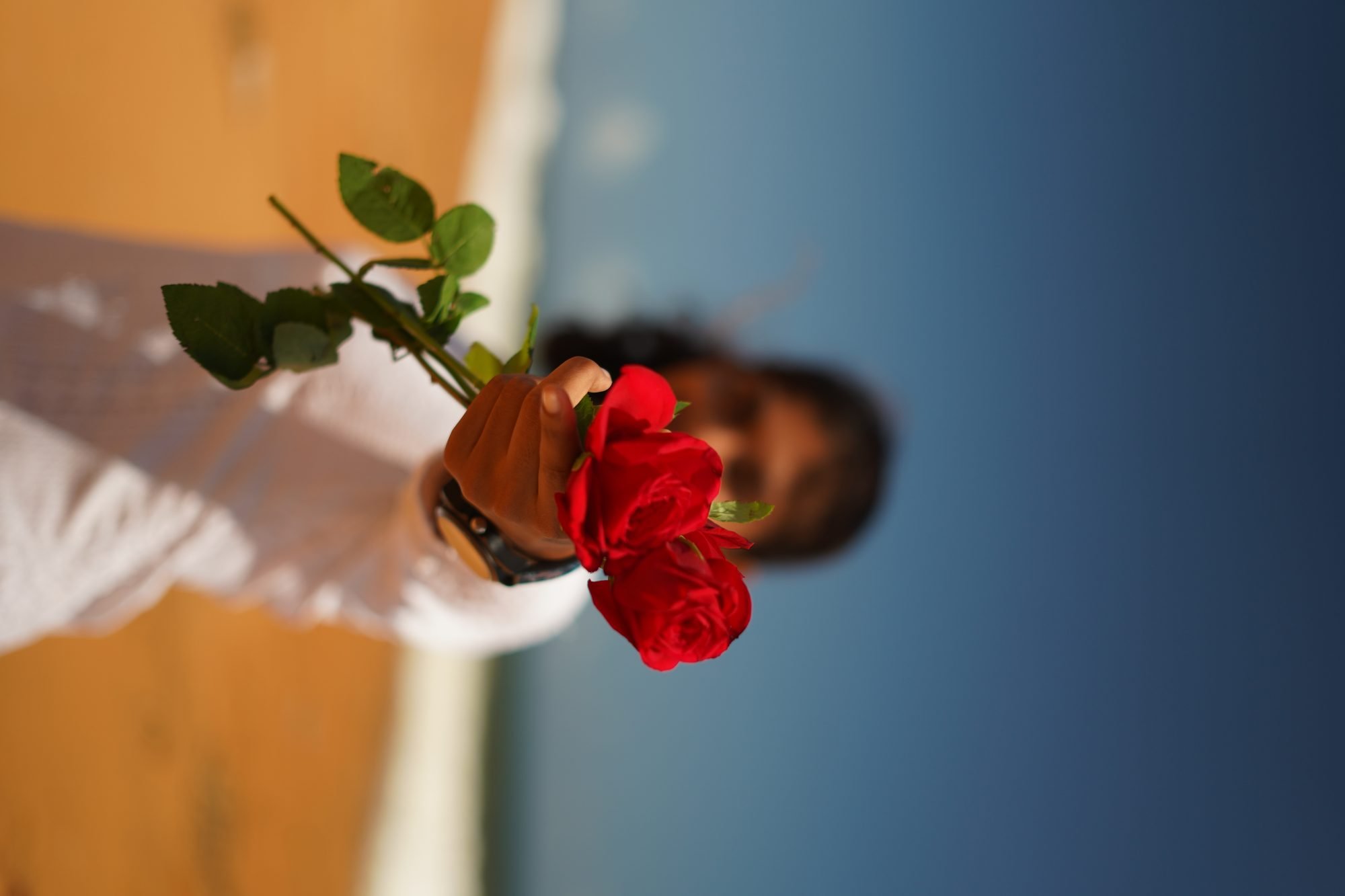 Rose at the Shore