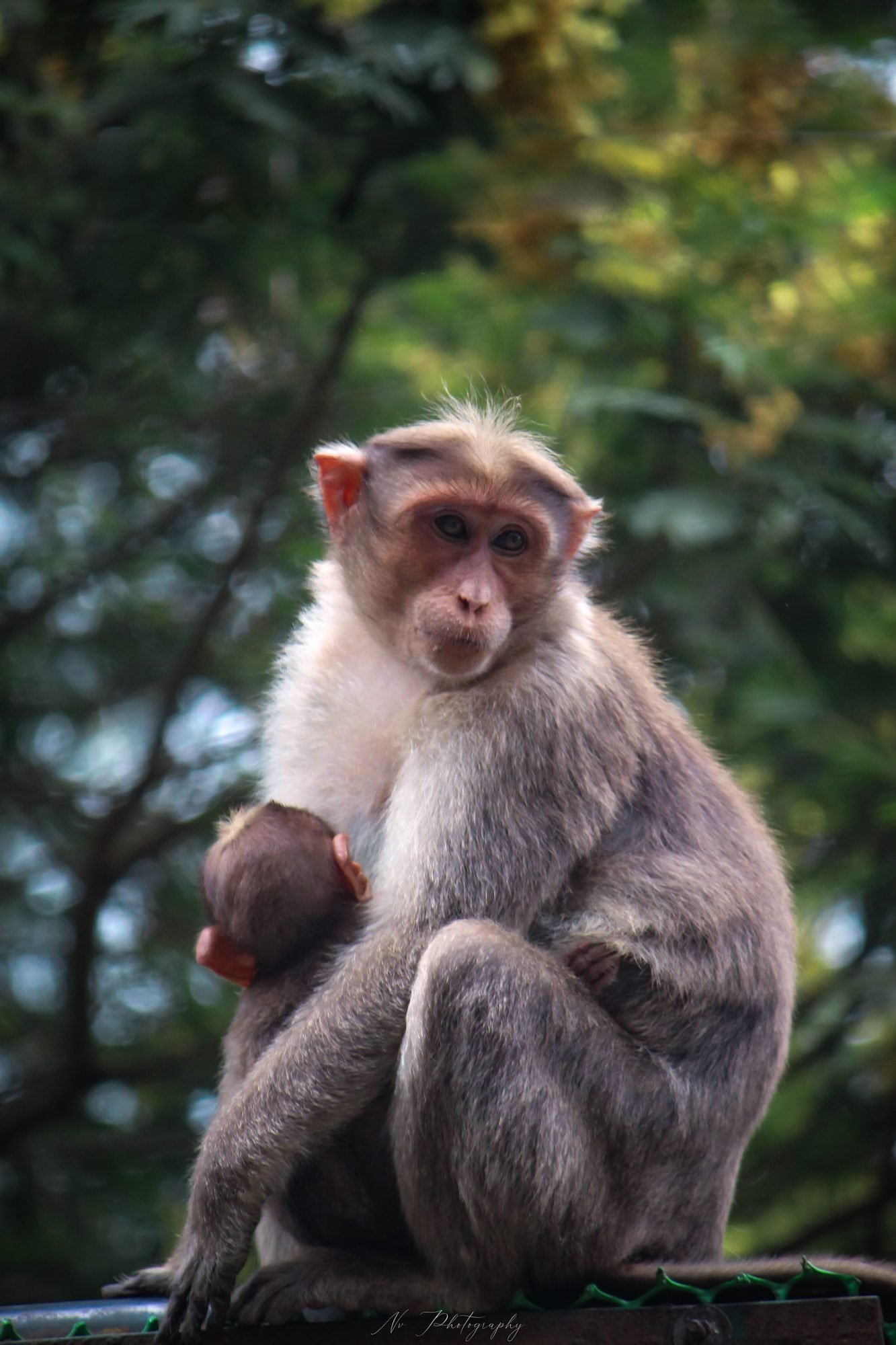 Macaque and Young