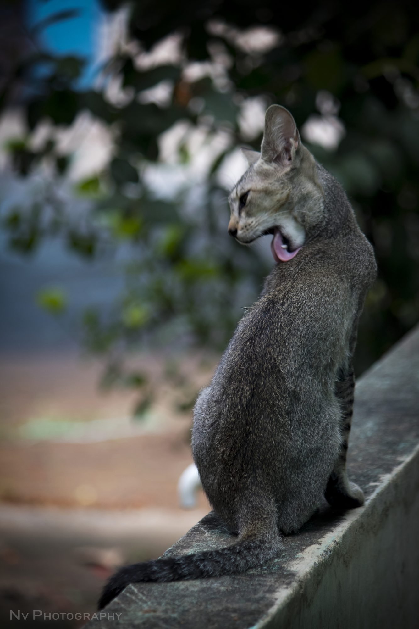 Mid-Grooming