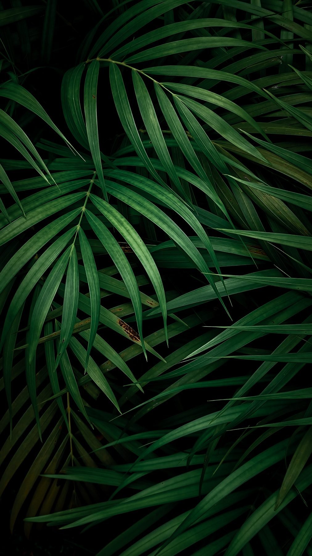 Palm Fronds