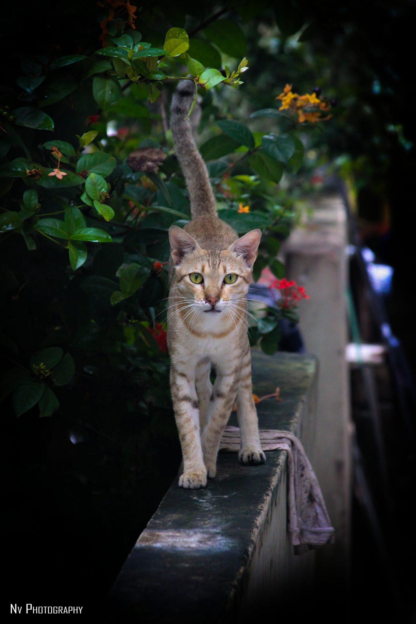 Garden Prowl
