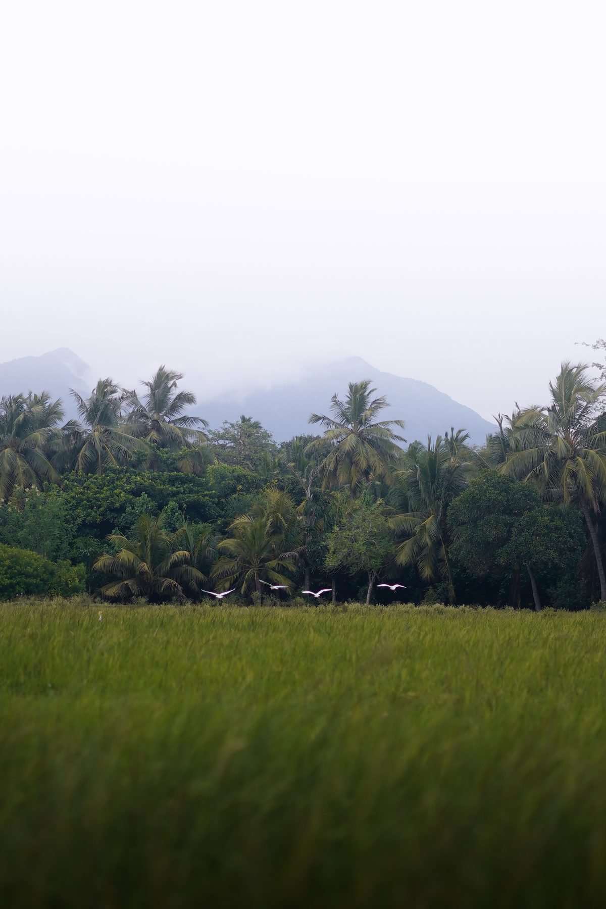 Paddy Field Egrets