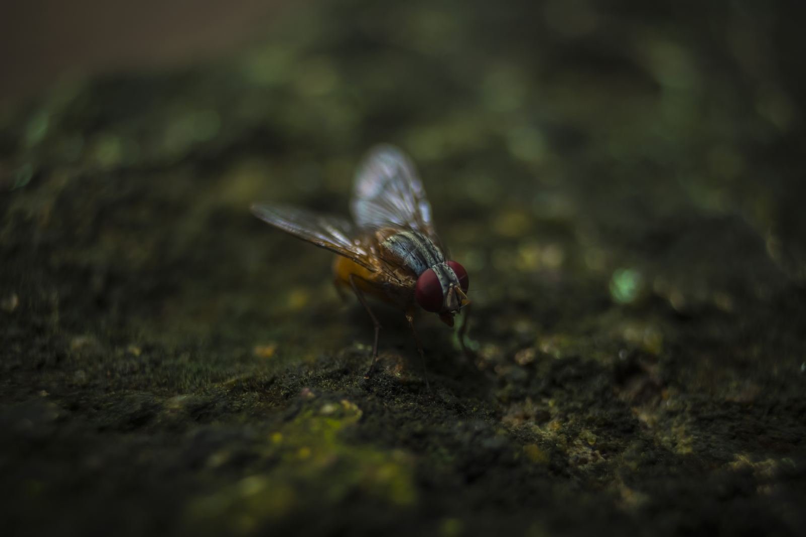 Macro Fly