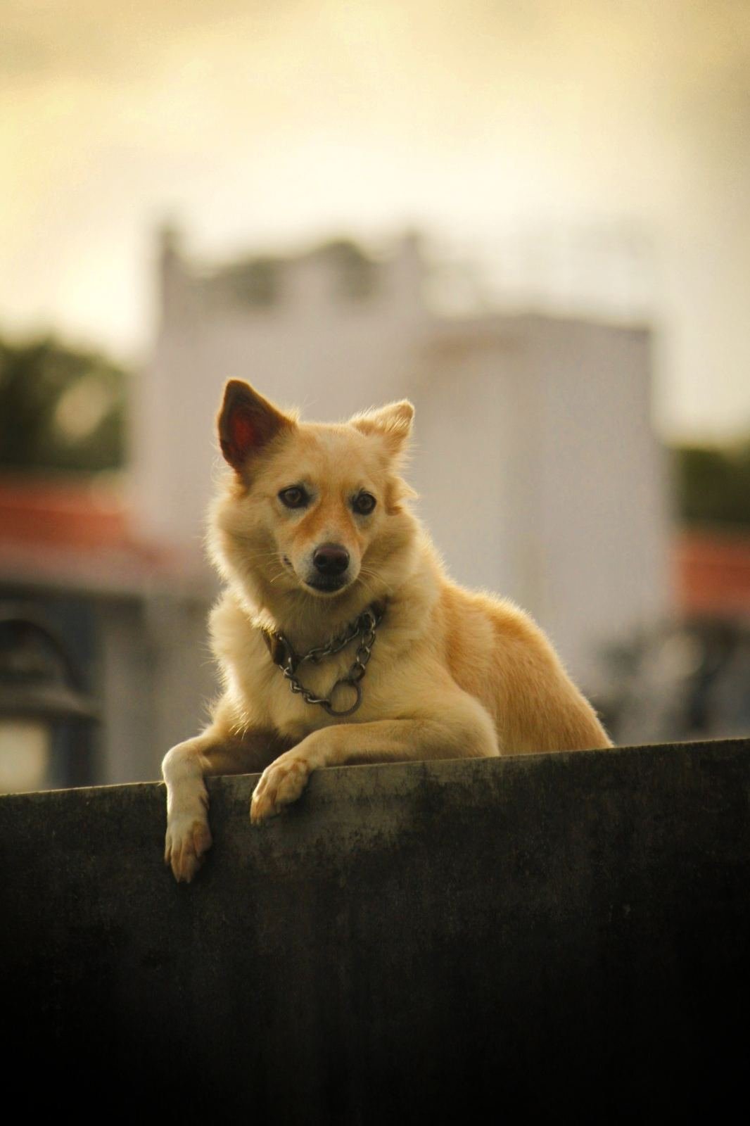 Rooftop Watch