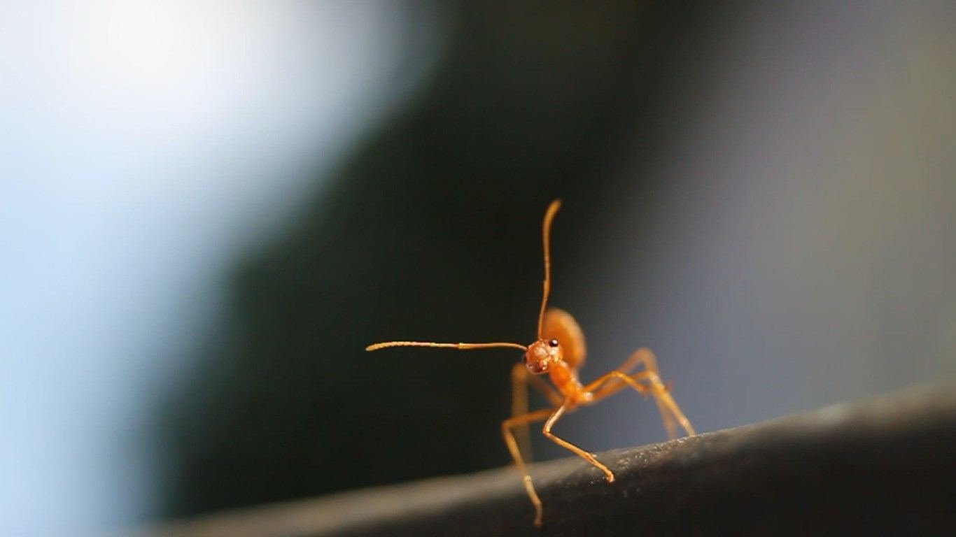 Ant on the Edge