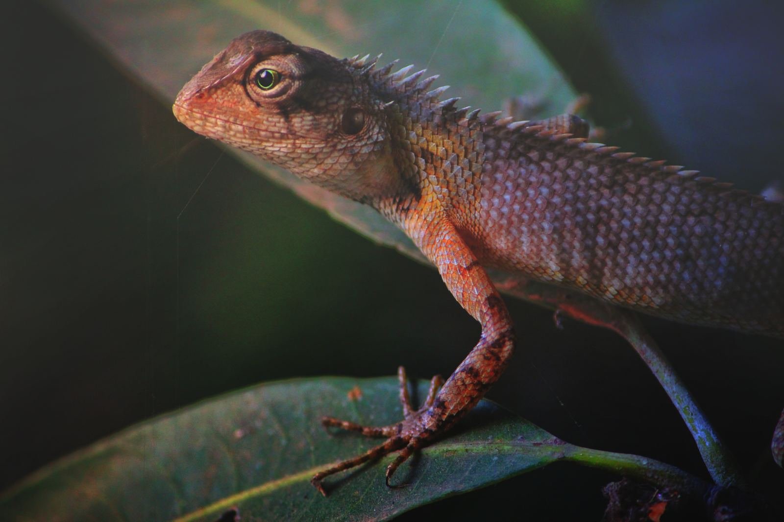 Garden Lizard Macro