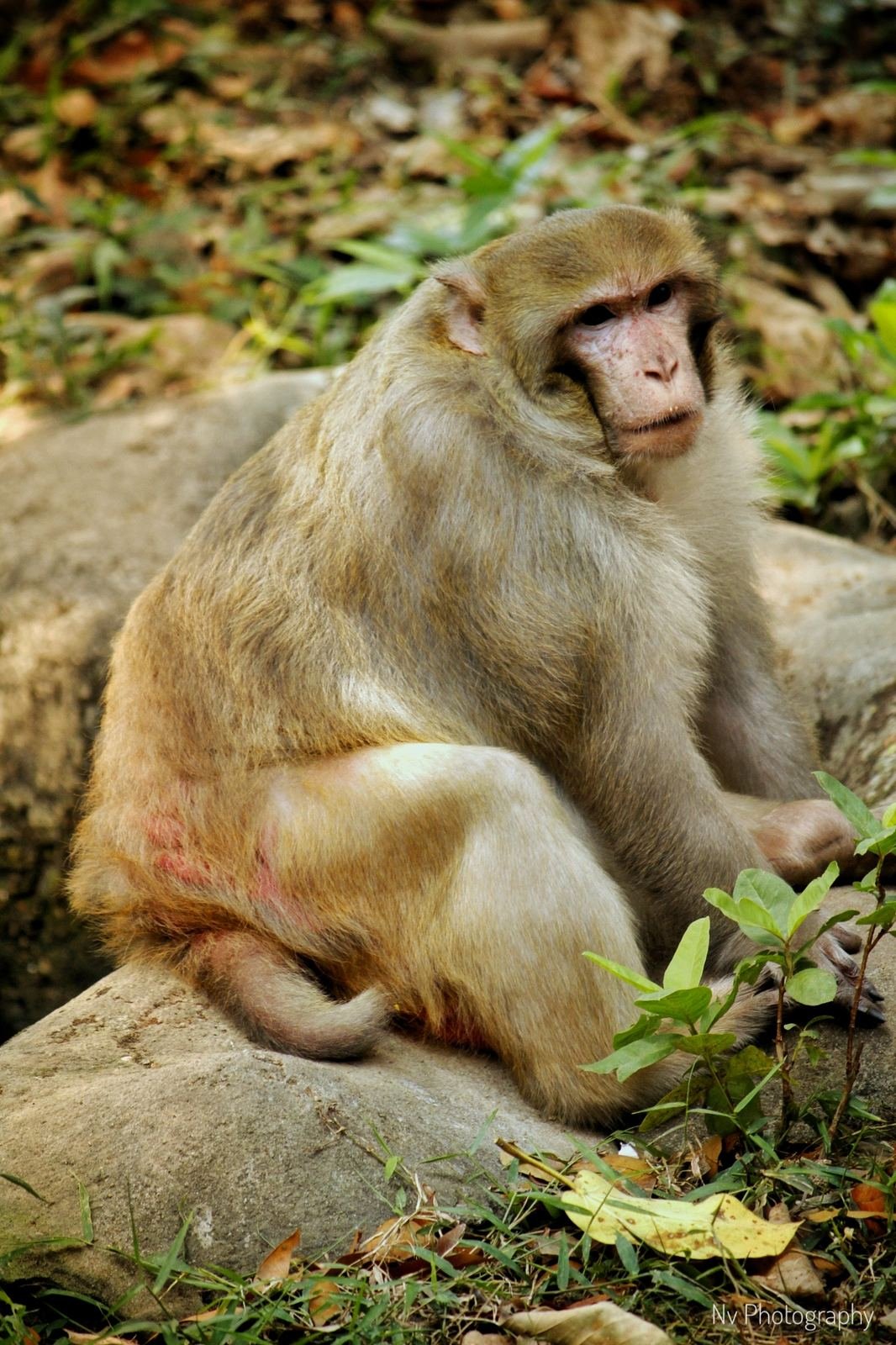 Watchful Macaque