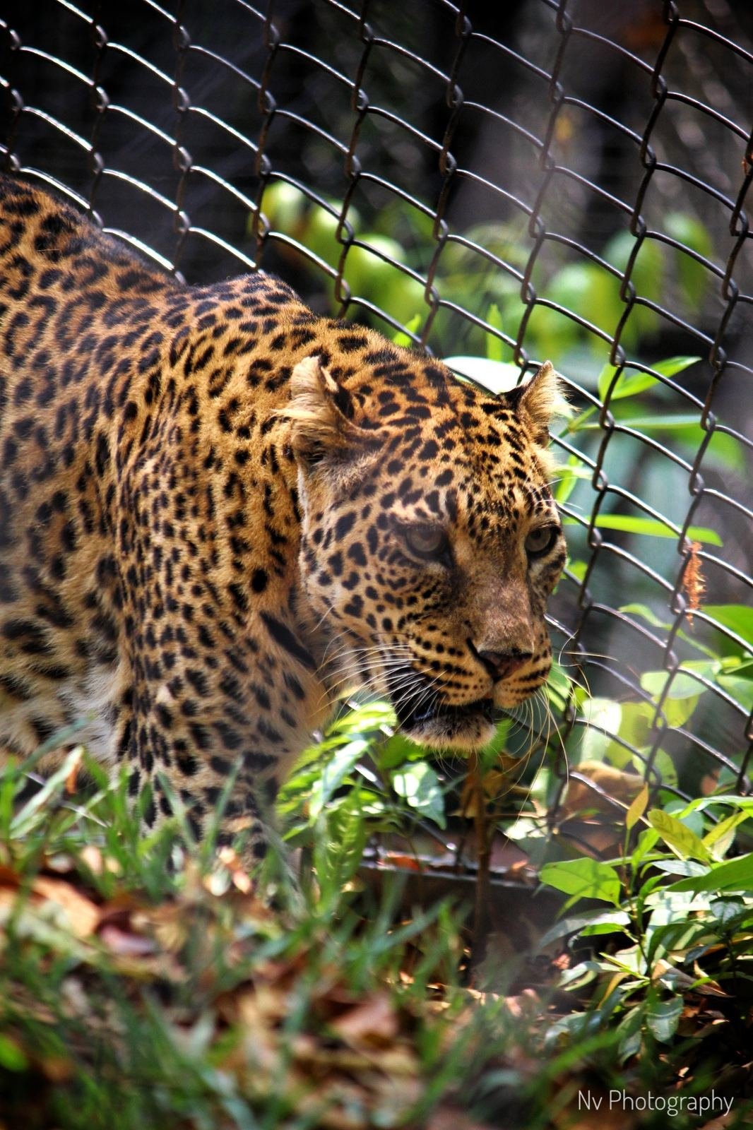 Leopard in the Enclosure