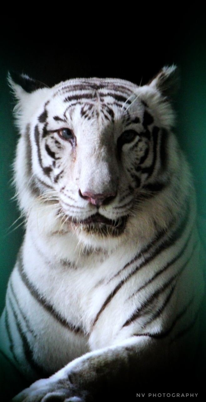 White Tiger Gaze