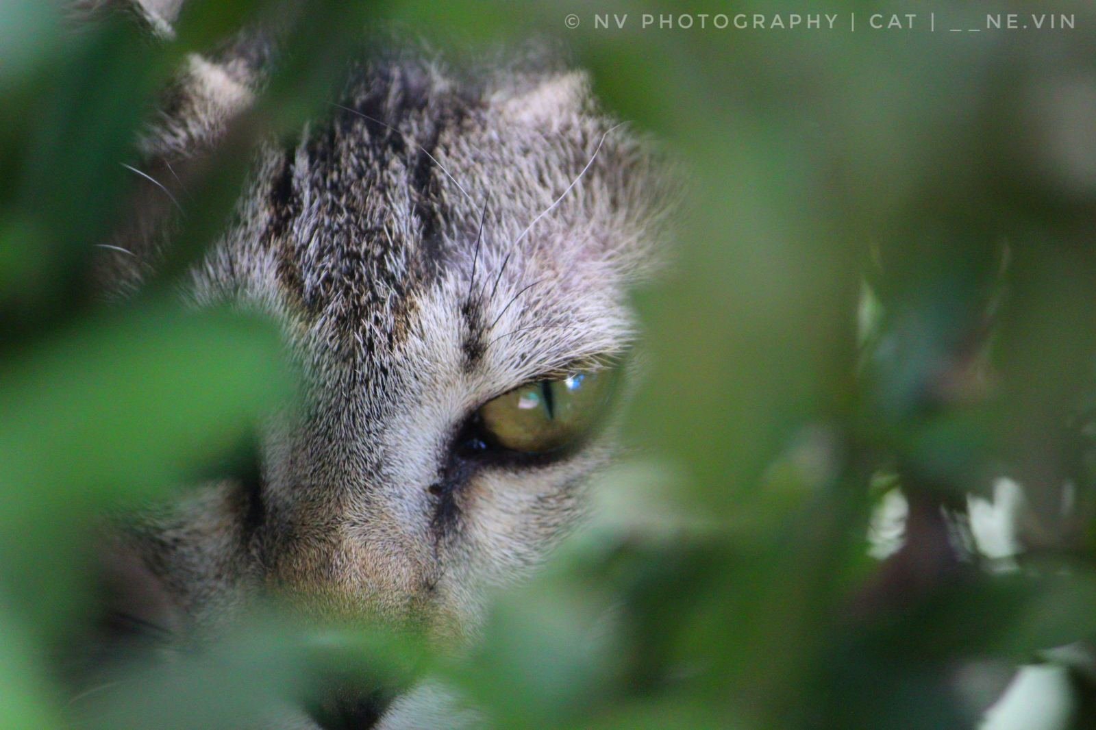 Feline Eye Macro
