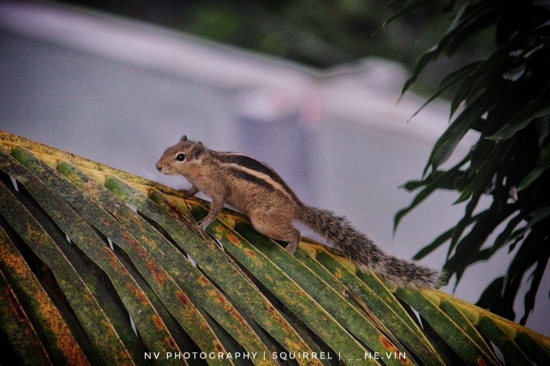 Squirrel on the Palm