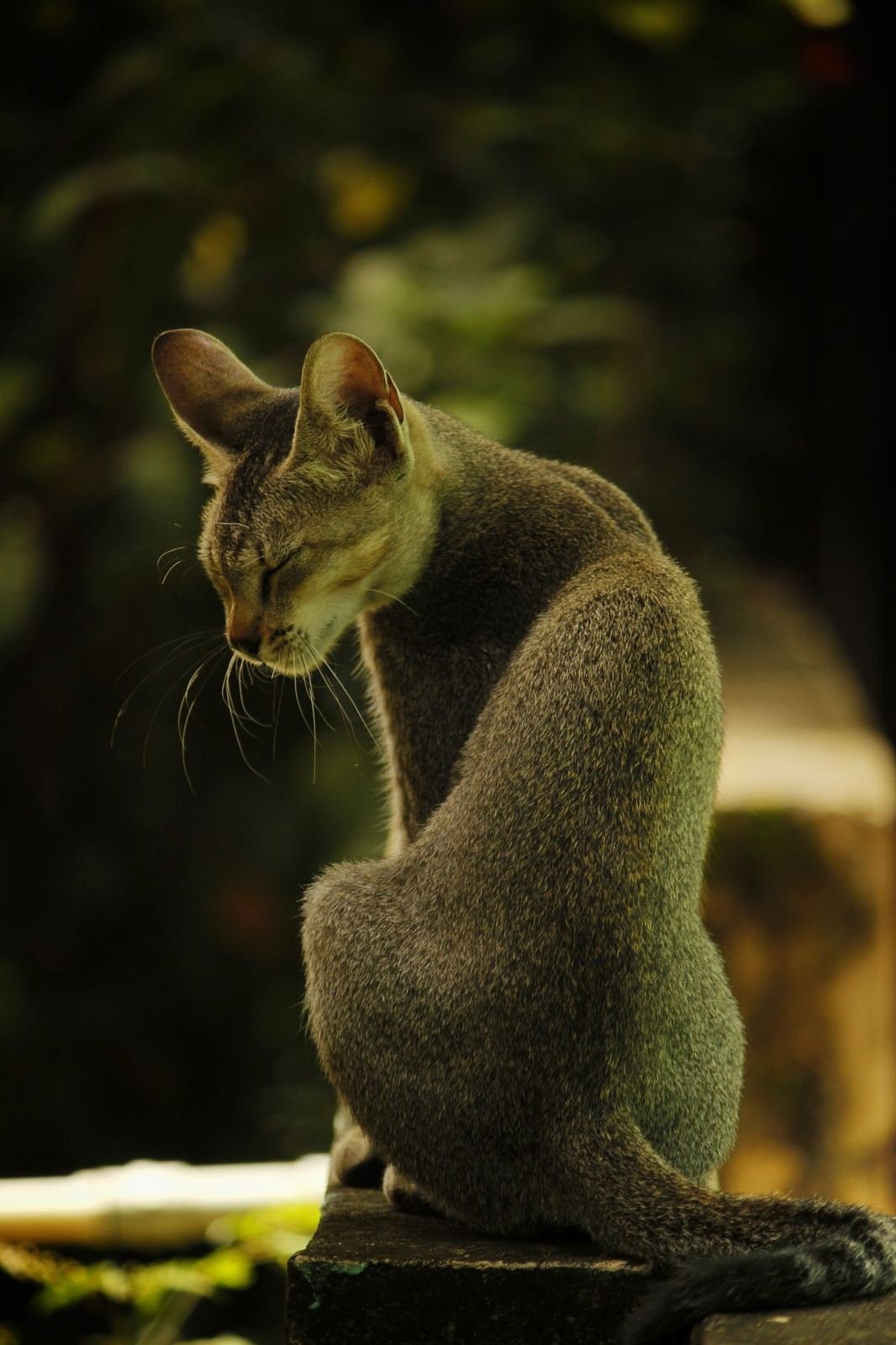 Alley Cat